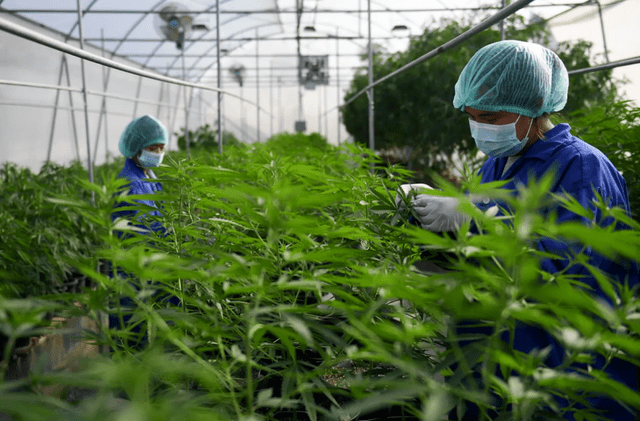 泰国宣布大麻合法化