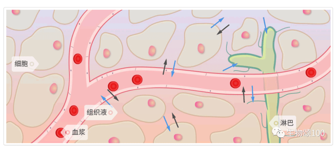 细胞_物质_植物