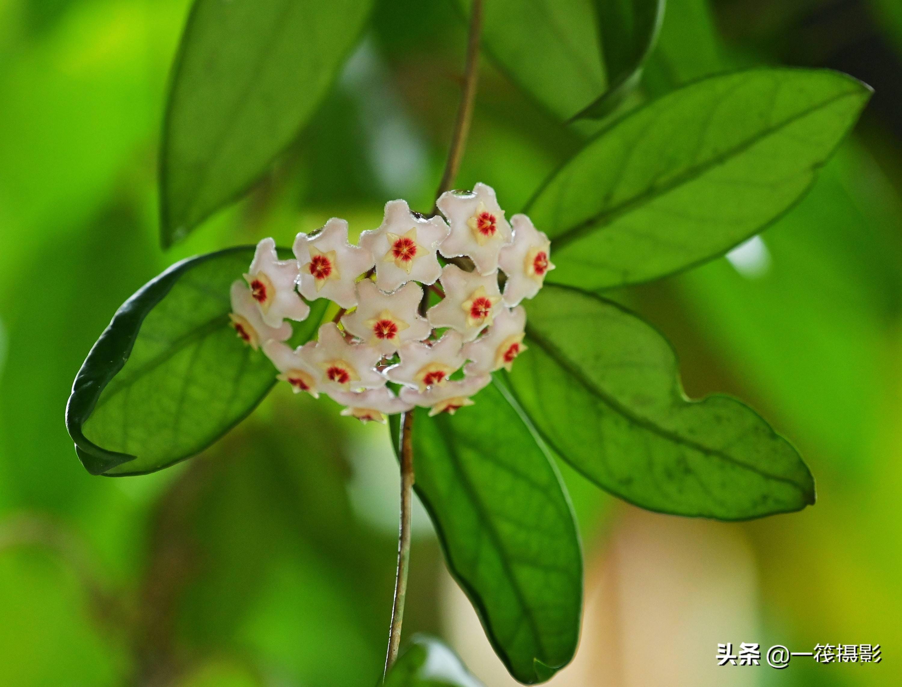 球兰花图片野生图片