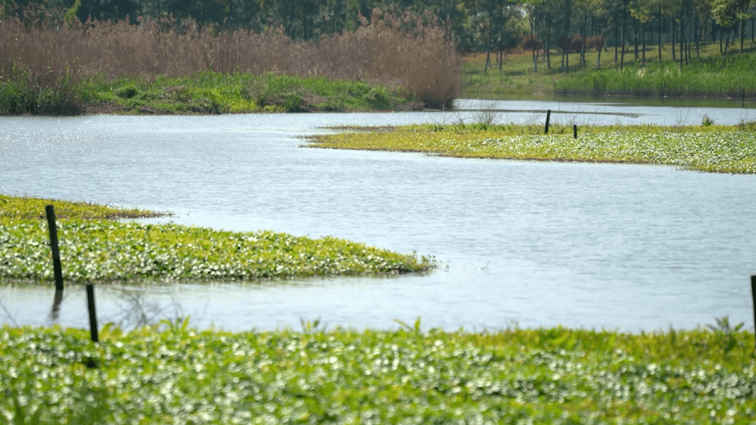 石臼漾水源湿地国内首开先河嘉兴经验受瞩目