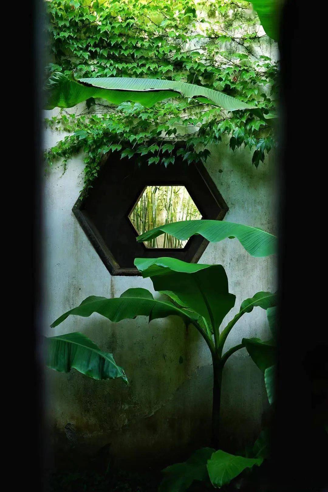 芭蕉_沈周_苏州