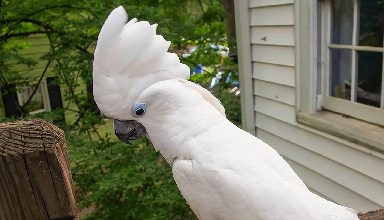 盘点著名的10种白色的鸟类