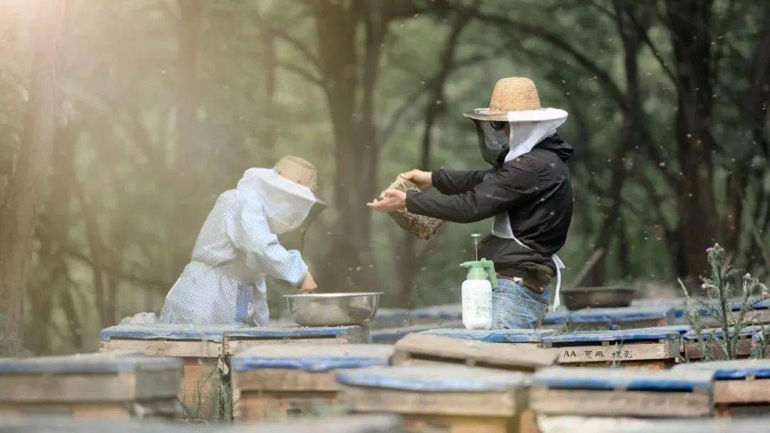 梦见别人收蜂蜜(梦见别人收蜂蜜的吉兆)