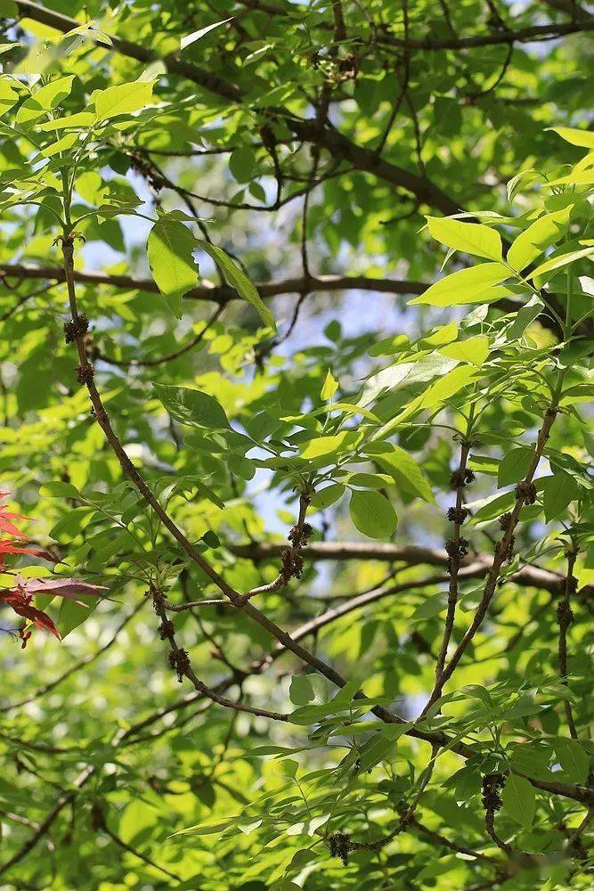 我的秘密基地|广阳谷之乔木2_毛白杨_树皮_七叶树