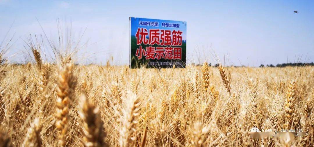 麦浪滚滚话收购：订单式农业的风潮