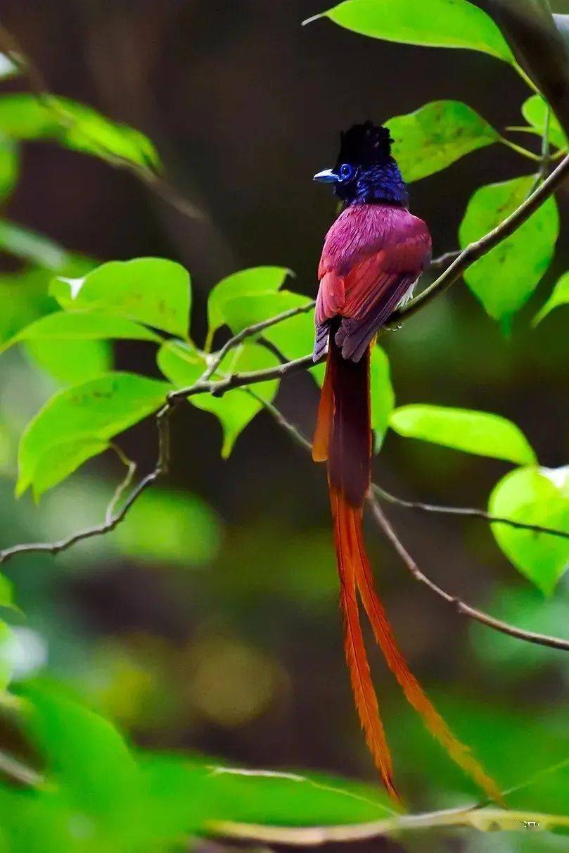 寿带鸟让朱鹮之乡福寿双全的美丽小精灵