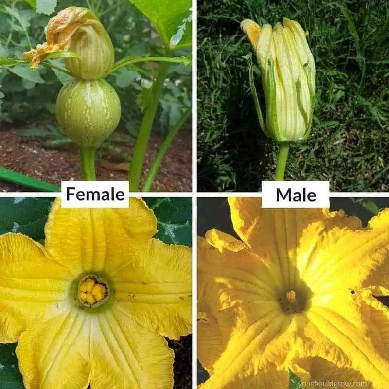 分辨也很简单,雌花的花柄部分有鼓起来的子房,授粉成功就会长成一个
