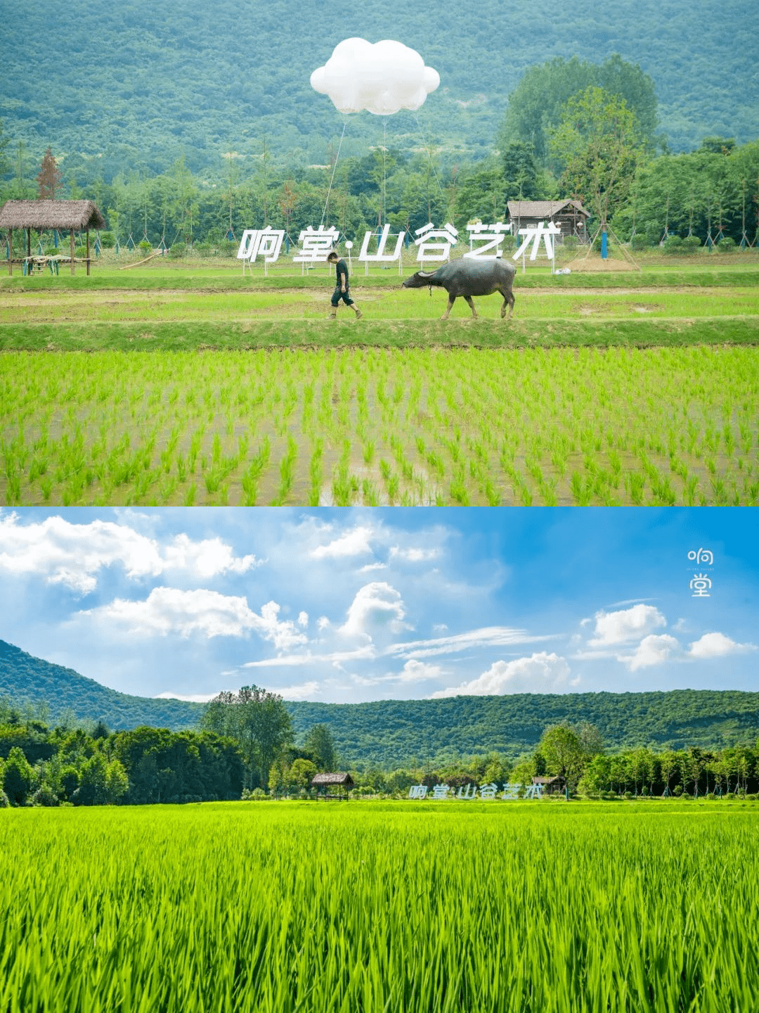 悠悠夏日长 | 山栀花海，这两个村子真的太香啦！