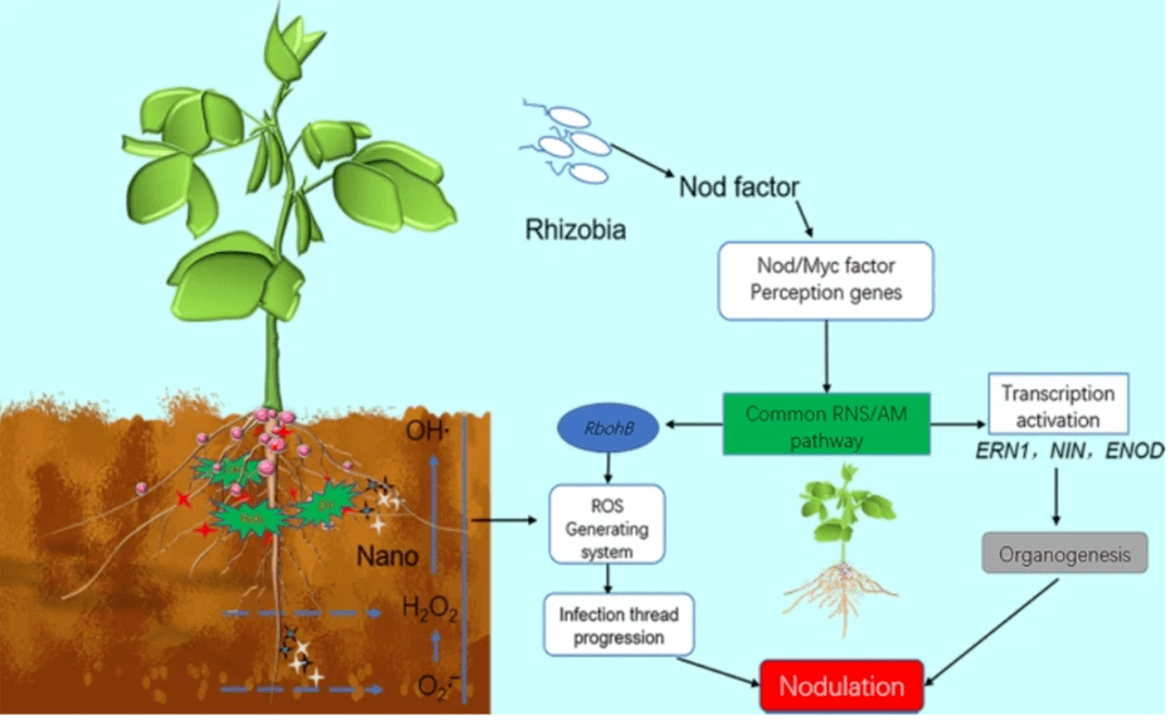華中農大在納米酶調控活性氧增強大豆生物固氮研究取得新進展_根瘤_植