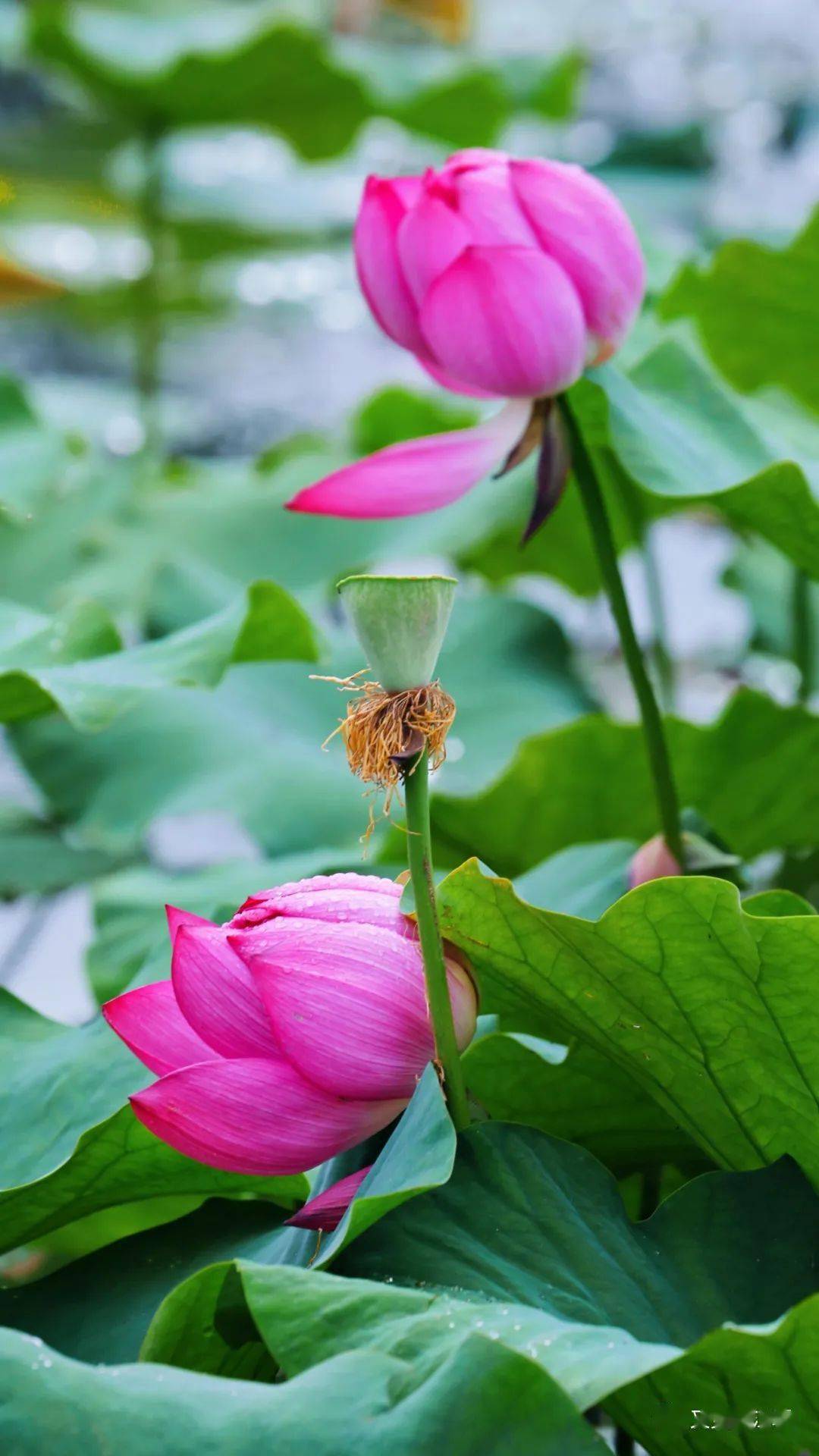 最新实拍都江堰今夏第一波荷花已开去这2个地方赏花刚刚好