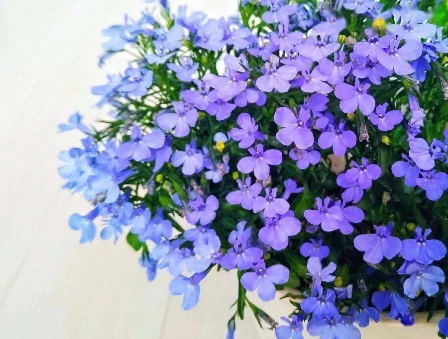 六倍利等,如:银杯草,风铃草,姬小菊,同样都是紫色的小型花卉,最后还要