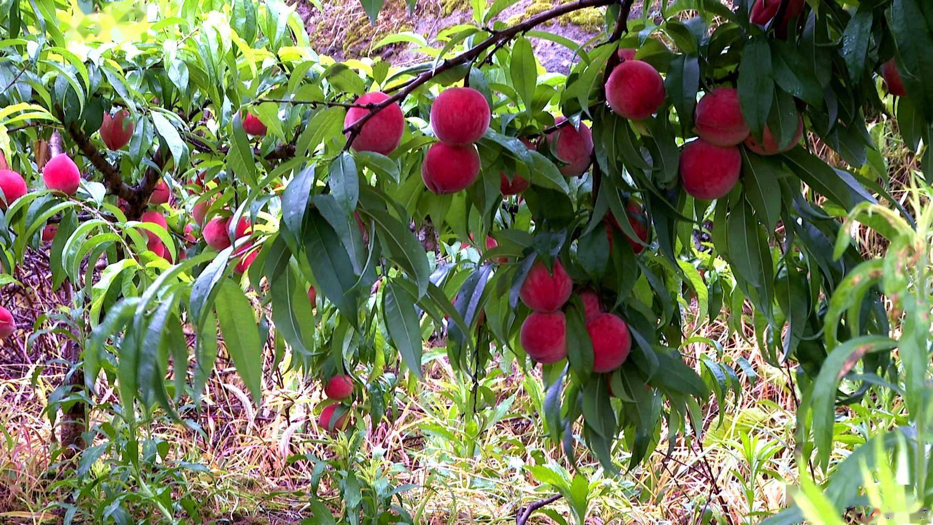 在永乐镇新石桥村的康帅生态果园内,200多亩的桃树挂满了鲜嫩欲滴的