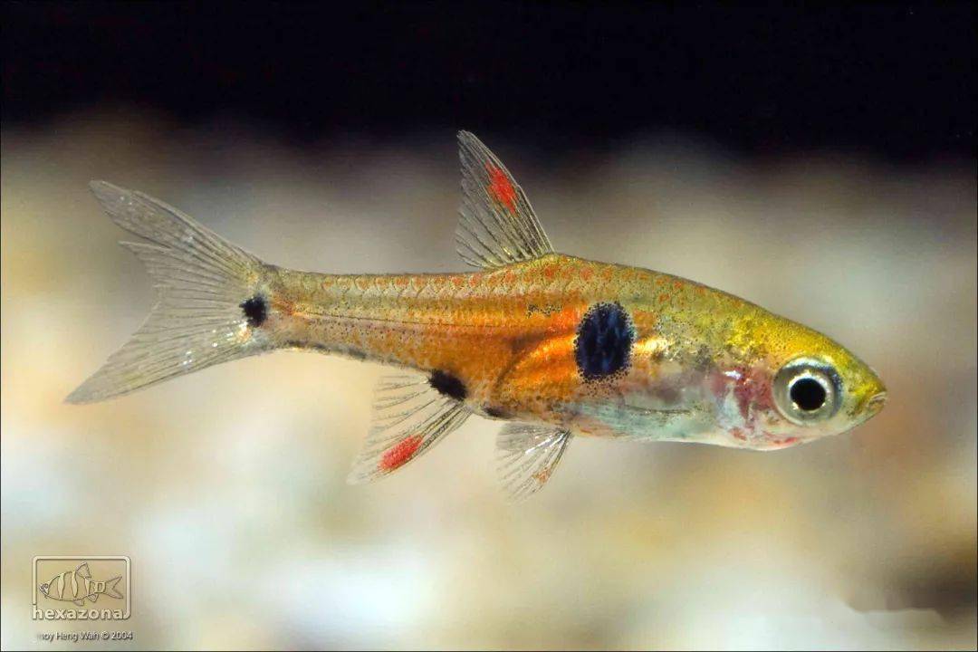 水族生物小丑灯的范畴有这么大学习一下