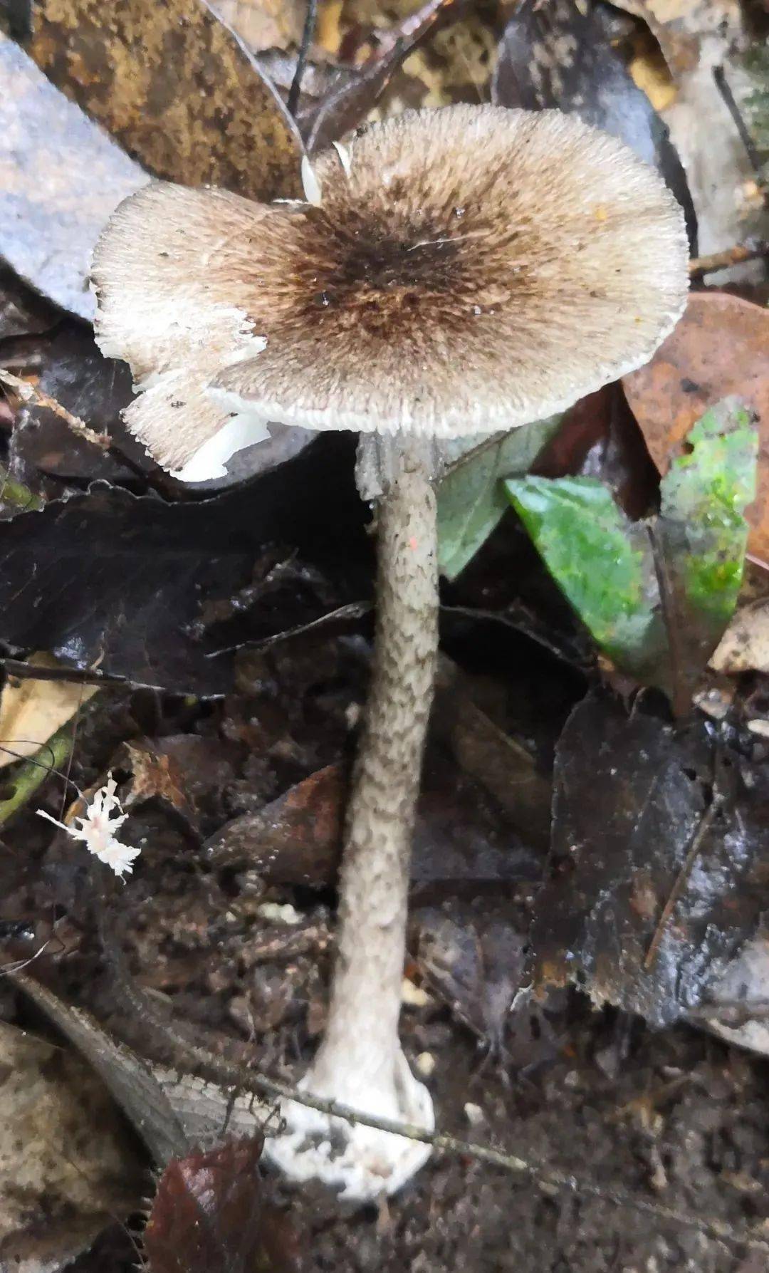 灰花纹鹅膏和褐鳞环柄菇肾毒性毒蘑菇主要为鳞柄白毒伞拟卵盖鹅膏