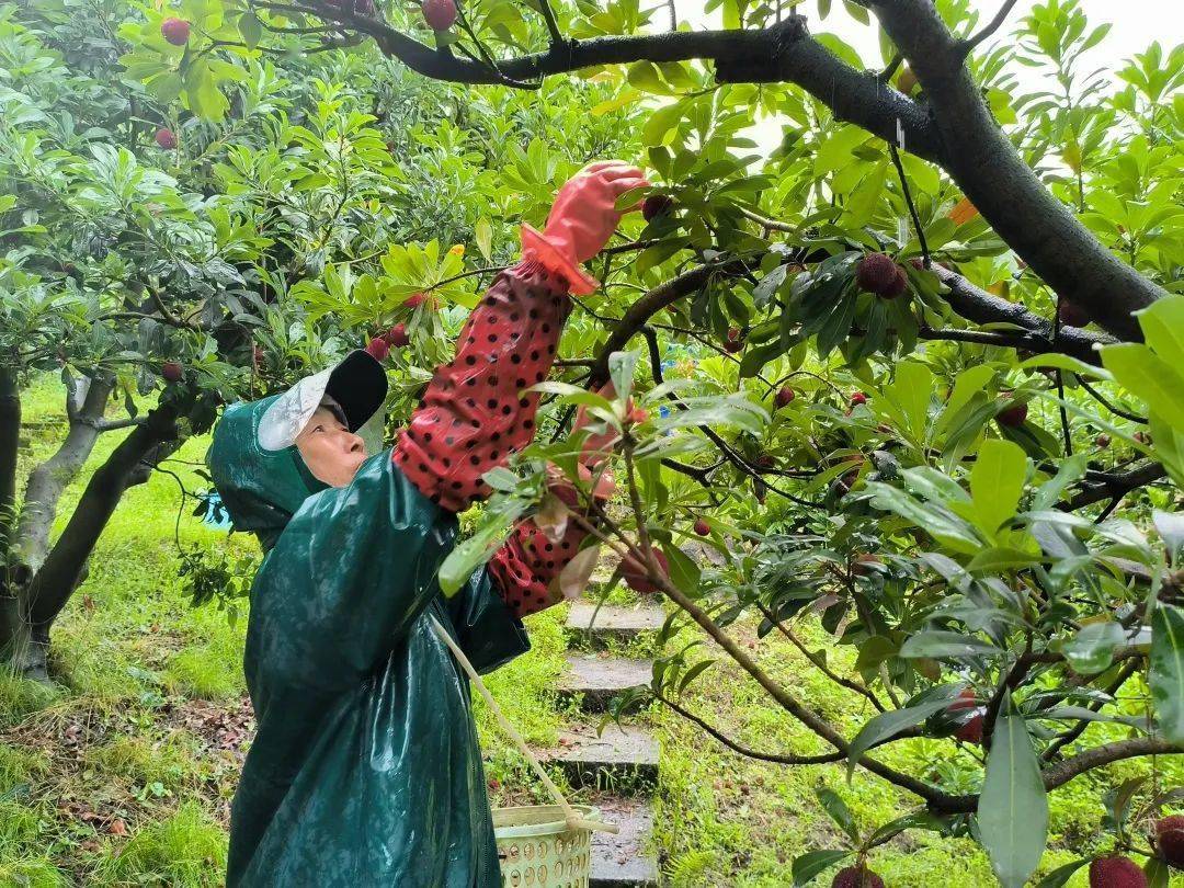 泰顺这些种杨梅的急坏了_种植_百丈镇_影响