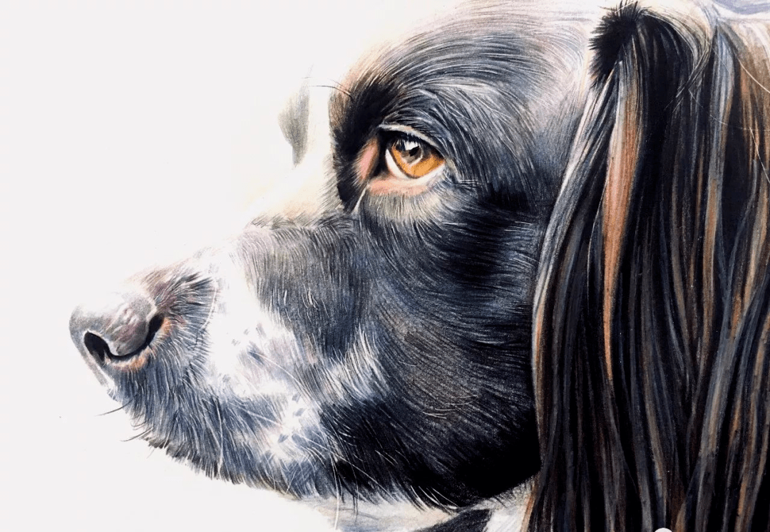 彩铅动物教程史宾格彩铅画狗步骤图