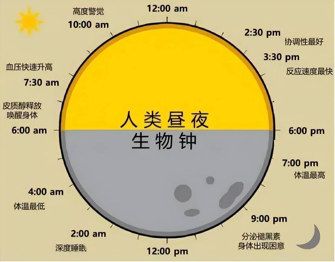 人体细胞更新周期图表图片