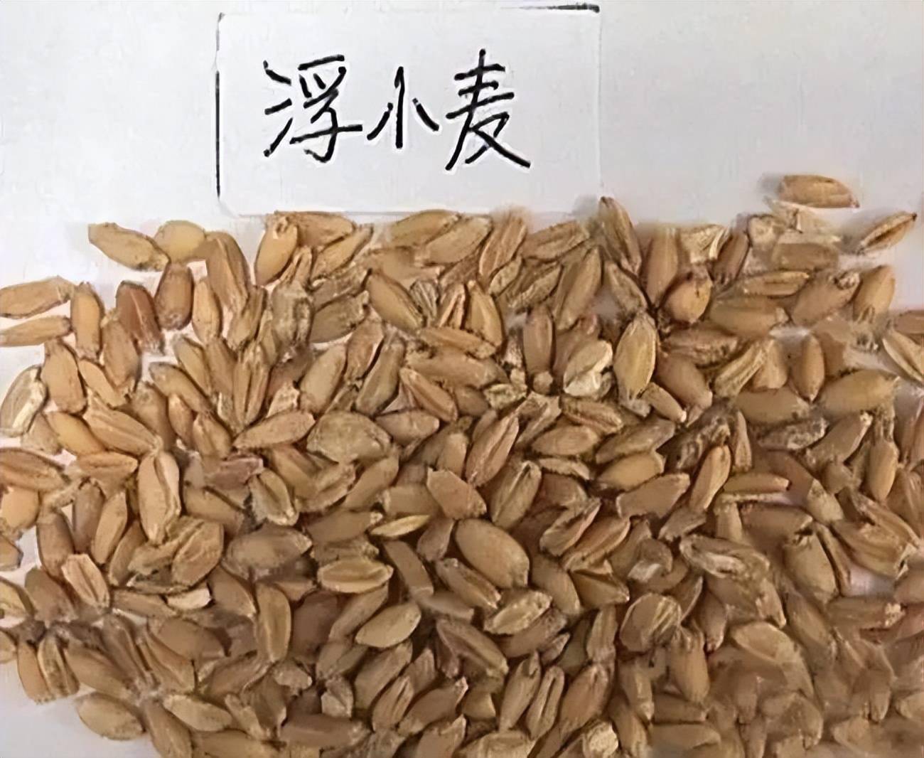 每天学习一味中药浮小麦