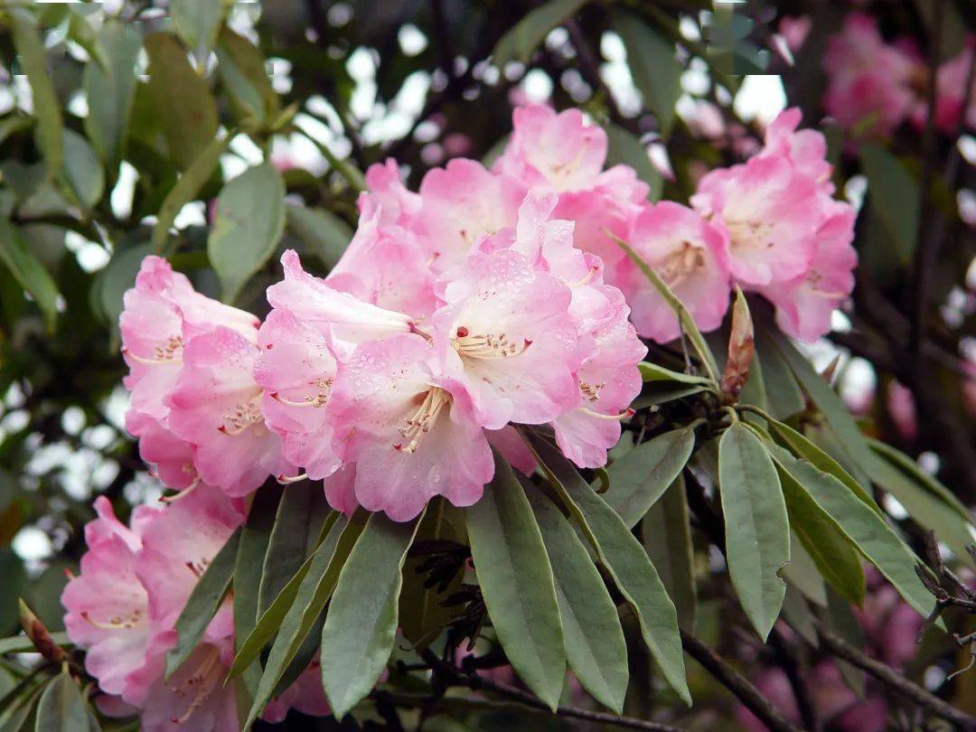 会东,杜鹃花开_花儿_山野_花香
