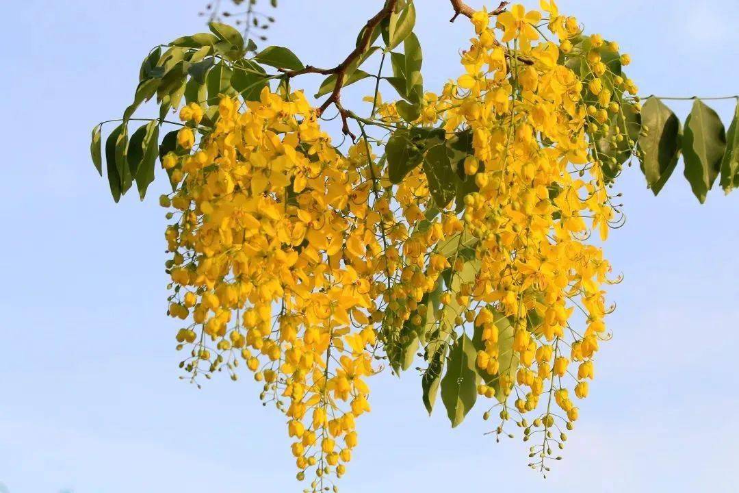 在校園路,沿路的臘腸樹花自樹冠怒放,金黃的花朵一串串垂掛枝頭,形成