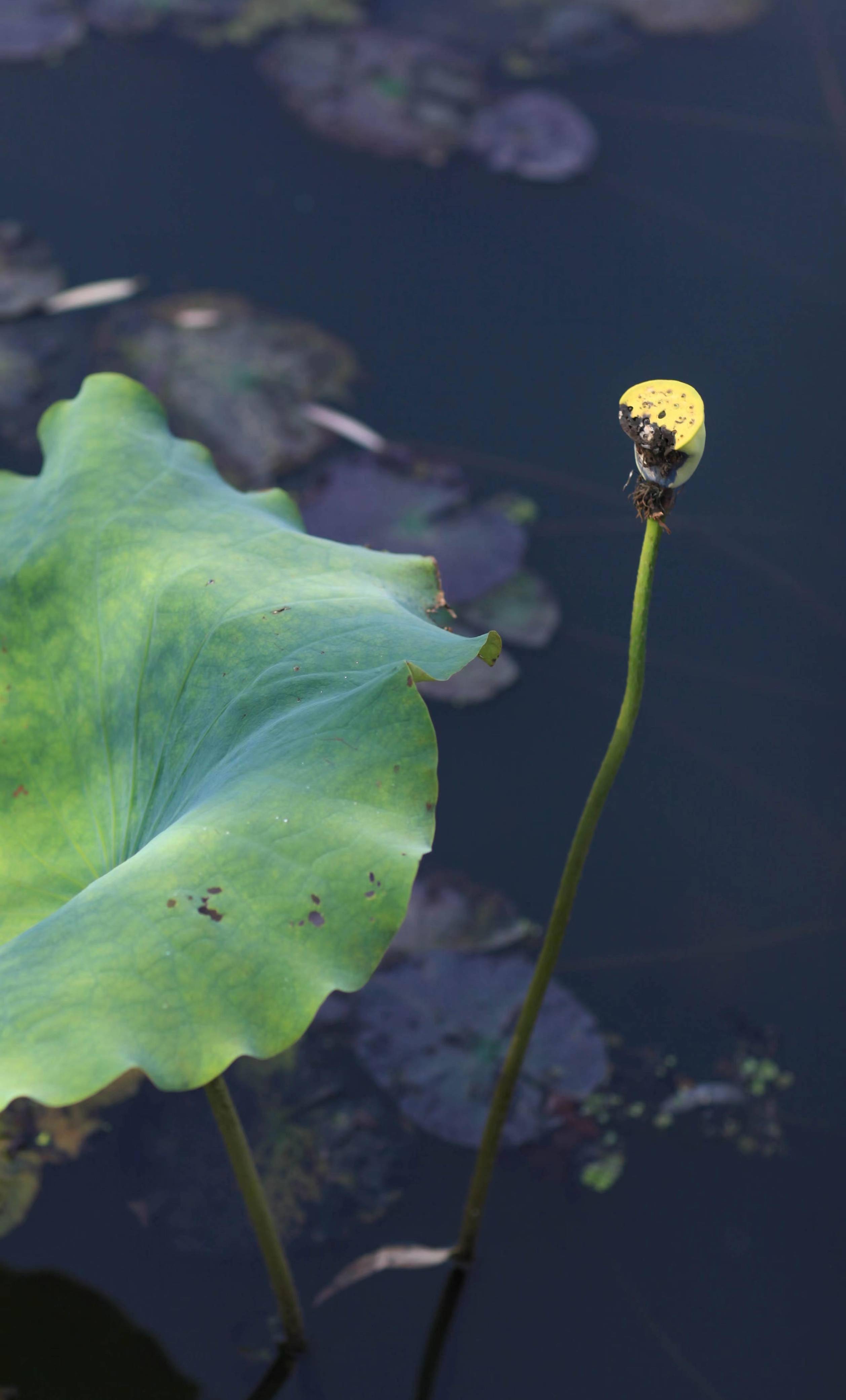 �������˱��µĺɻ�����������Ӱ����������