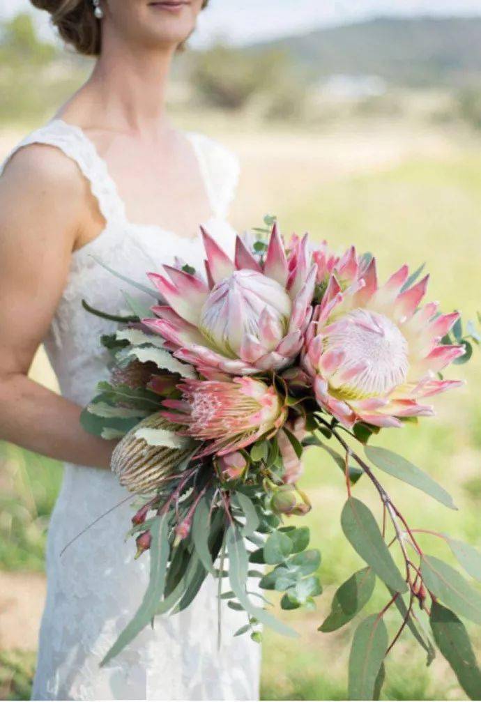 帝王花手捧惊艳至极