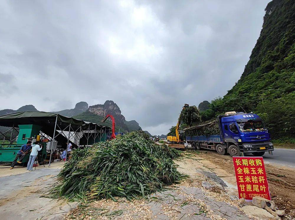 員一同商討甘蔗尾葉加工處理項目,收集本地區及附近村屯農戶甘蔗尾葉