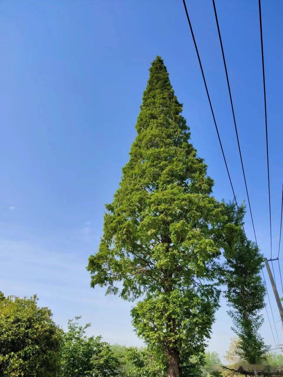 观察一棵树水杉34