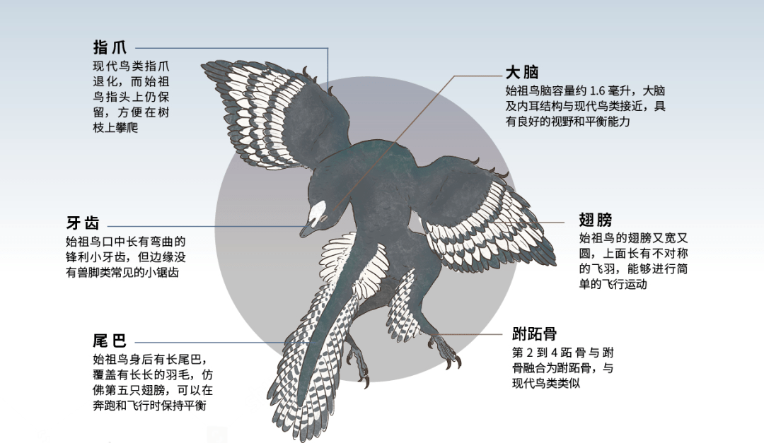 你有"快乐水",达尔文有"快乐鸟"_始祖鸟_鸟类_恐龙