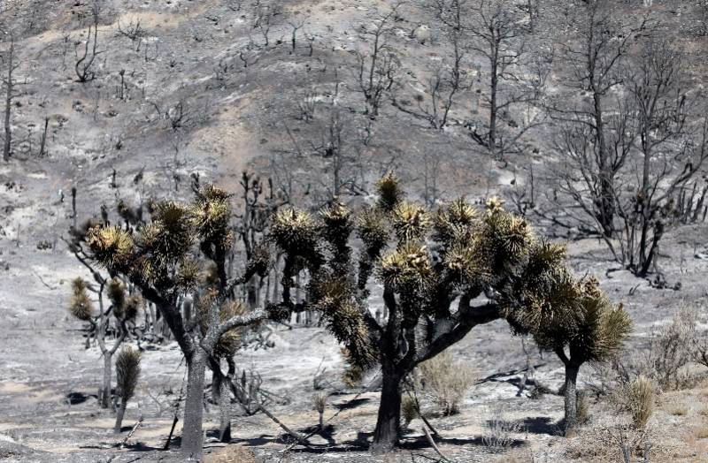 图集：美国西部“火灾激烈”，超过1.1亿人收到高温警报