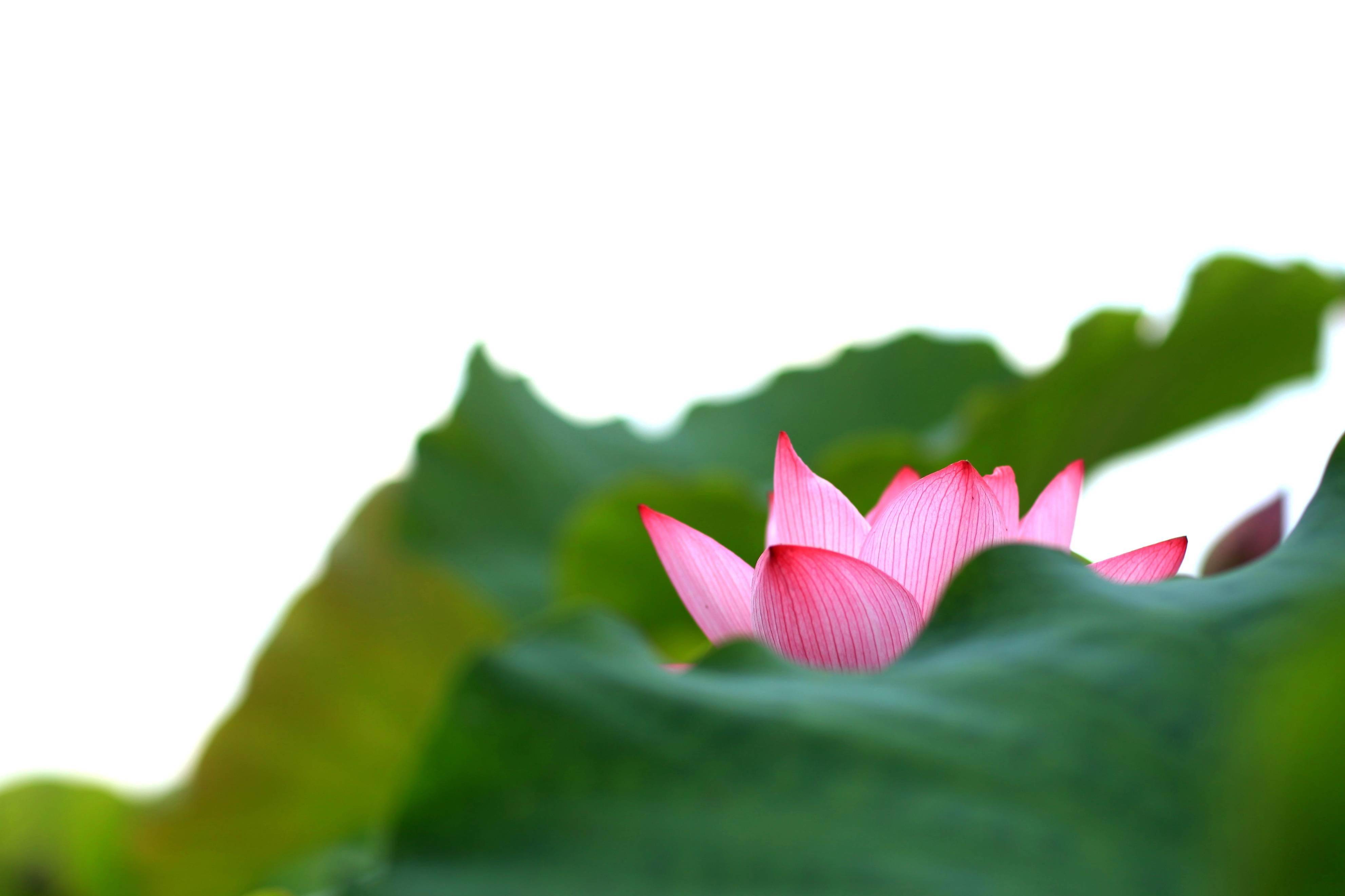 �������˱��µĺɻ�����������Ӱ����������