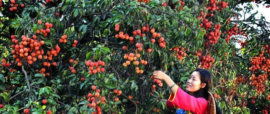 荔枝季来了!我们一起去大岭山采拍吧_作品_摄影_文化