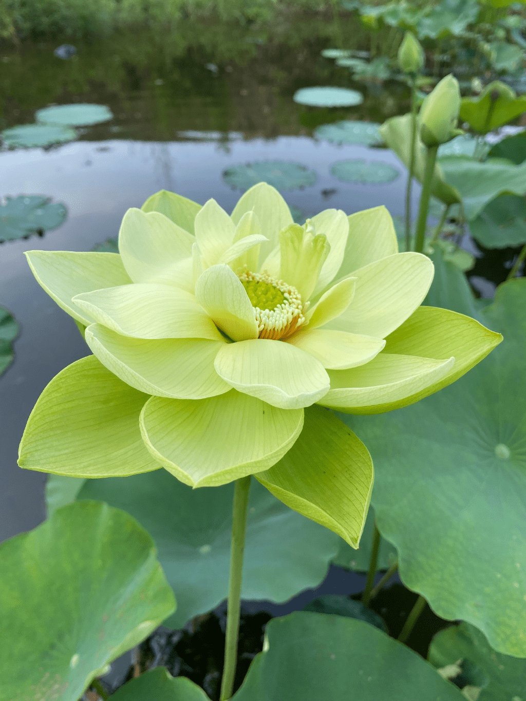 看一眼都觉得清凉解暑的绿色荷花网友妈妈的荷花头像上新了