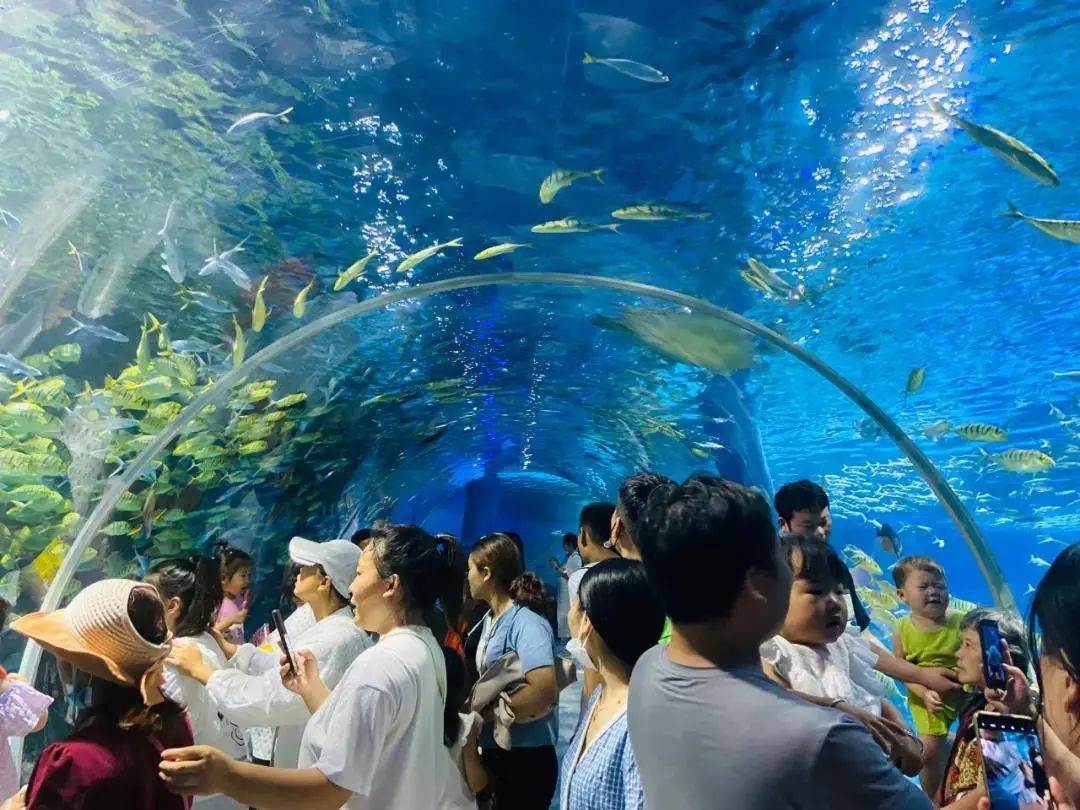 绵阳海洋世界探秘!6月25日-7月17日,盛大开启!
