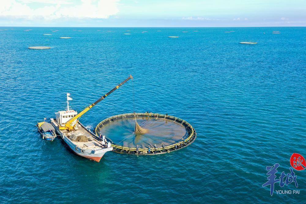 「海洋经济④」湛江:数字赋能海洋渔业,打造全球水产高地_产业_全联