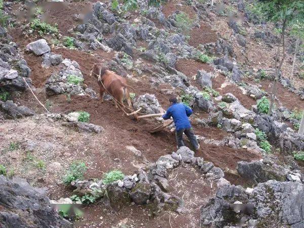 这里碳酸盐岩广布,遇水比较容易淋溶,而过度开垦,过度放牧,利用陡坡