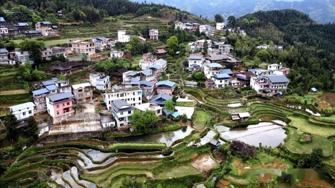 田連阡陌,道路通達,綠油油的田野鋪散在山間,一片片八角林一望無際,在