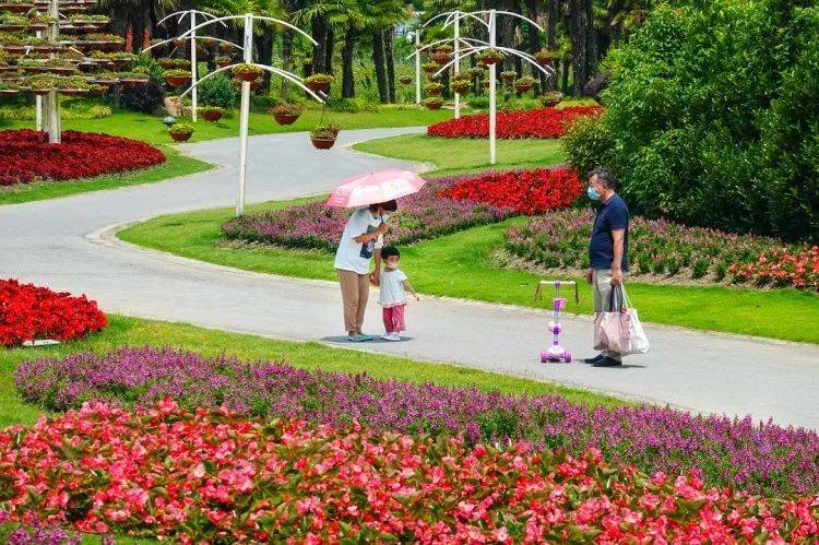 绣球花径 向日葵花田 马鞭草花毯 这一大片灿烂夏花不容错过 周浦 花海 公路