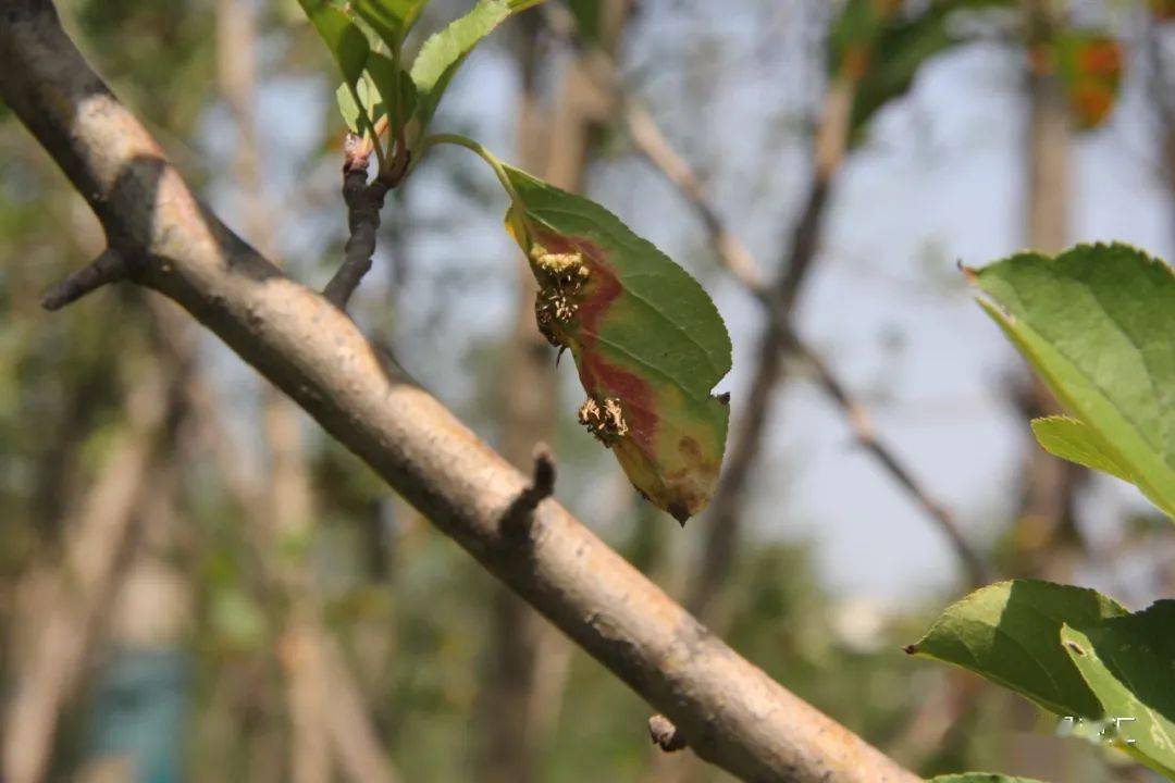 常见植物病害——海棠锈病