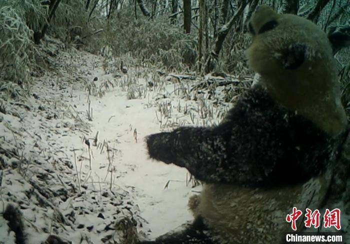 宝兴大熊猫图片