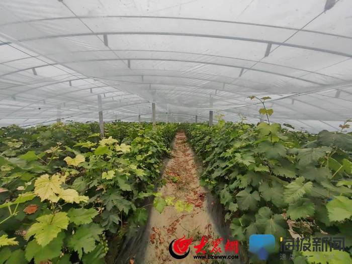 奋进曹县④苏集镇成熟产业链为农业强镇注入硬底气