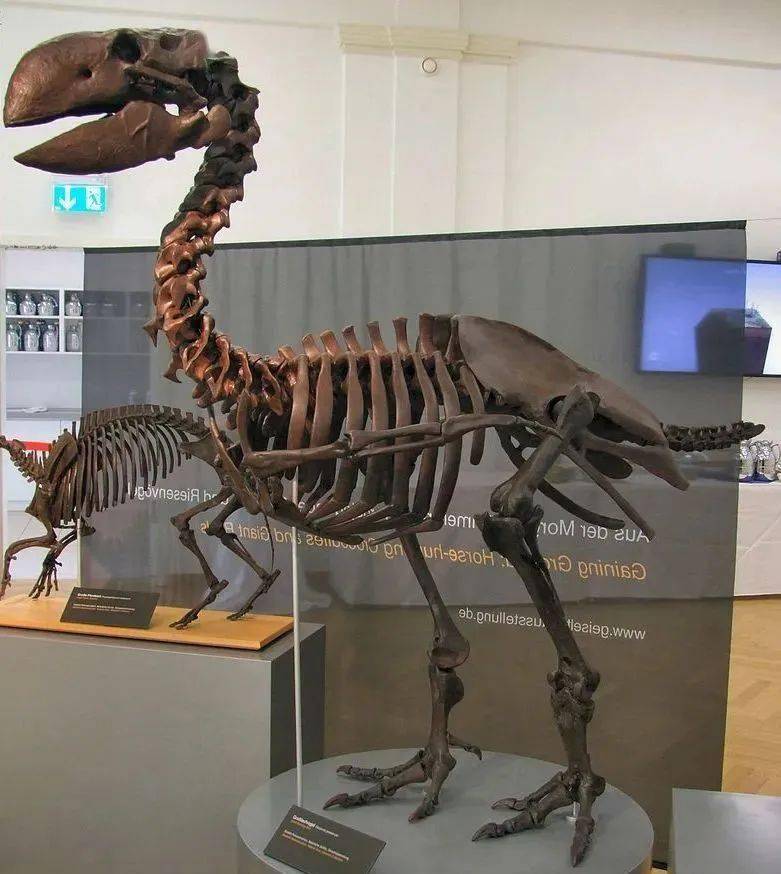 加斯顿_鸭子_来源