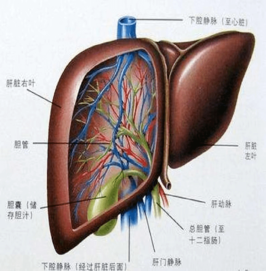 肝方叶部位图图片