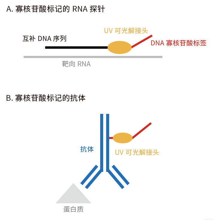 (wta)和 geomx protein assays 分别提供了geomx rna原位杂交探针或