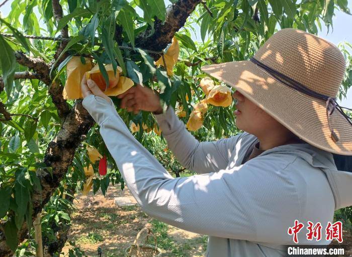 无锡阳山果香飘满桃林间 正是早桃上市时_水蜜桃_孙权_产量