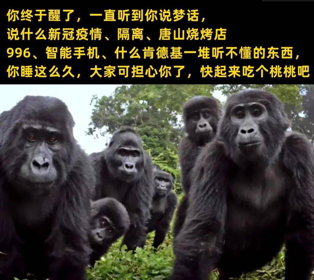 20张猫咪meme图第一张就笑喷了哈哈哈哈哈