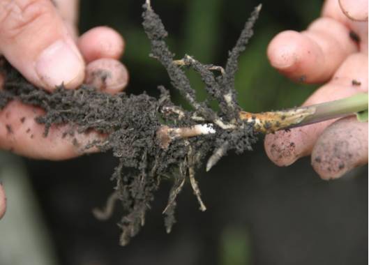 玉米出了各种病症可以按图对照