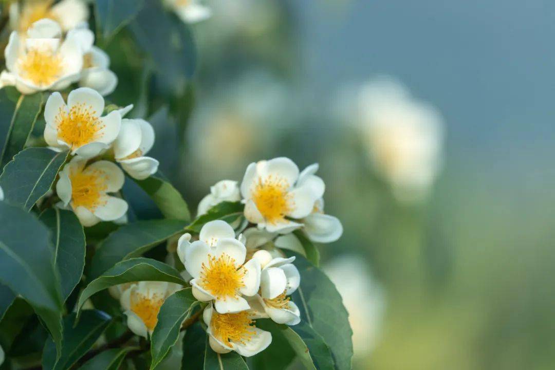 江南一带,木荷稀有邂逅木荷花开的最佳观赏期就在这舒适怡人的初夏