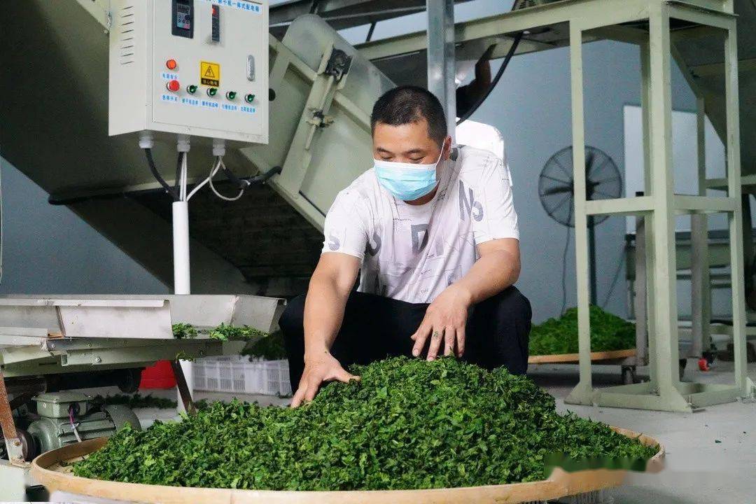 种植小小桑叶茶增收致富有办法
