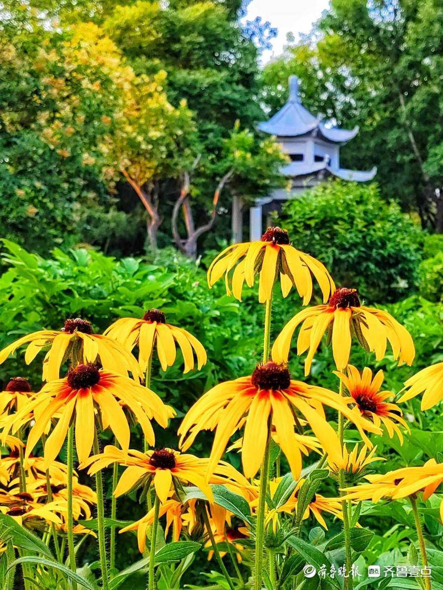 6月17日最佳情报 油桃满枝头 鲍鱼养殖忙 恭喜壹粉分享获奖 济南 荣成 红包